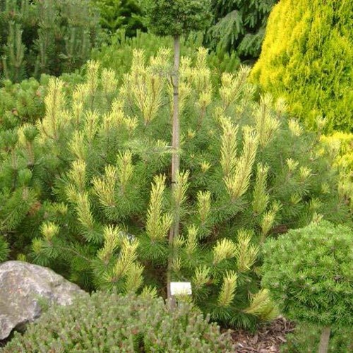Pinus mugo 'Frohlingsgold' - Mägimänd 'Frohlingsgold' C2/2L
